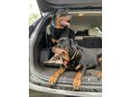 Adopt Abby a Black - with Tan, Yellow or Fawn Rottweiler / Mixed dog in Olympia