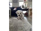 Adopt Spike/Opa~ a White Dachshund / Pekingese / Mixed dog in Columbia