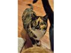 Adopt Valka (and family) a Calico or Dilute Calico Domestic Shorthair (short