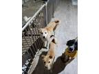 Adopt Hondy a Tan/Yellow/Fawn Labrador Retriever / Shiba Inu / Mixed dog in