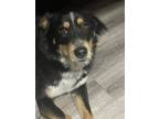 Adopt Dozer a Black - with Tan, Yellow or Fawn Australian Cattle Dog / Husky /