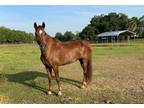 Adopt MI AMOR a Bay Other/Unknown / Mixed horse in St. Cloud, FL (33597570)