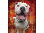 Adopt JR a Gray/Silver/Salt & Pepper - with White American Pit Bull Terrier /