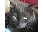 Adopt Silver a Gray or Blue Russian Blue (short coat) cat in Tiburon