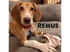Adopt Remus a White - with Brown or Chocolate Basset Hound / Mixed Breed