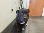 Adopt ROXY a Black American Pit Bull Terrier / Mixed dog in Santa Cruz
