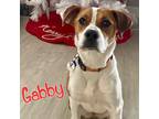 Adopt Gabby a White - with Brown or Chocolate Boxer / German Shepherd Dog /