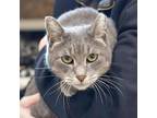 Adopt Freddy a Gray or Blue Domestic Shorthair / Mixed cat in Cumming