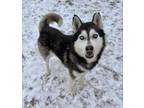 Adopt Crispin a Black Husky / Mixed dog in Caldwell, ID (33597233)