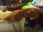 Adopt Max a Orange or Red American Curl / Mixed (medium coat) cat in Irvine