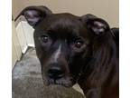 Adopt Max a Mixed Breed (Large) / Mixed dog in Spokane Valley, WA (33597103)