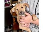 Adopt Cutie Pie a Tan/Yellow/Fawn Retriever (Unknown Type) / Black Mouth Cur /