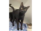 Adopt TAHKI a All Black Domestic Shorthair / Mixed (short coat) cat in