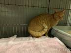 Adopt *TOPAZ a Orange or Red Tabby Domestic Shorthair / Mixed (short coat) cat