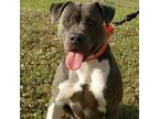Adopt Lily a Gray/Silver/Salt & Pepper - with Black American Staffordshire