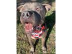 Adopt Duke a Gray/Silver/Salt & Pepper - with White Mastiff / Mixed dog in
