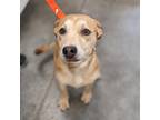 Adopt Gretchen(Endless Supply) a White - with Tan, Yellow or Fawn Mixed Breed