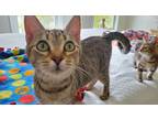 Adopt Icelynn a Brown Tabby Domestic Shorthair / Mixed (short coat) cat in