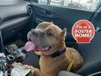 Adopt Pork Chop a Tan/Yellow/Fawn American Staffordshire Terrier / Mixed dog in