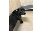 Adopt Deisel a Black American Staffordshire Terrier / Mixed dog in Shelby