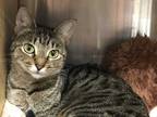 Adopt Freida a Brown Tabby Domestic Shorthair (short coat) cat in CHESAPEAKE