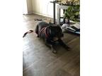 Adopt Black a Black - with White American Pit Bull Terrier / Mixed dog in