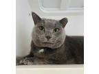 Adopt TILLY a Gray or Blue Domestic Shorthair / Mixed (short coat) cat in