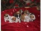 Adopt "Reindeer" Puppy Litter a Tricolor (Tan/Brown & Black & White) Jack