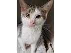 Adopt Arie a White Domestic Shorthair / Domestic Shorthair / Mixed cat in