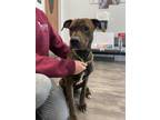 Adopt Bandit a Brindle American Pit Bull Terrier / Mixed dog in Lancaster