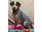 Adopt Sadie a Gray/Blue/Silver/Salt & Pepper Australian Cattle Dog / Beagle /