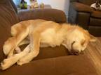Adopt Curtis a Tan/Yellow/Fawn - with White Husky / Carolina Dog / Mixed dog in