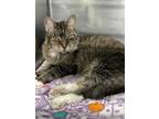 Adopt TOBIE a Brown Tabby Domestic Mediumhair / Mixed (medium coat) cat in