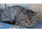 Adopt HOPE a Gray, Blue or Silver Tabby Domestic Shorthair / Mixed (short coat)