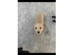 Adopt PUPPY 3 a Black Labrador Retriever / Mixed dog in San Antonio