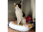 Adopt Lilith a Orange or Red Domestic Shorthair / Domestic Shorthair / Mixed cat