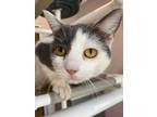 Adopt Salty a Gray or Blue Domestic Shorthair / Domestic Shorthair / Mixed cat