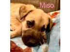 Adopt MISO a Brown/Chocolate - with Black German Shepherd Dog / Black Mouth Cur