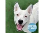 Adopt Trinity a White Australian Cattle Dog / Mixed dog in Sacramento