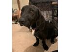 Adopt Zazzle a Black - with White Labrador Retriever / Basset Hound / Mixed dog