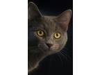 Adopt Arman a Gray or Blue Domestic Shorthair / Mixed (short coat) cat in
