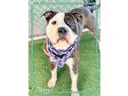 Adopt SLUGGER a Brindle - with White Pit Bull Terrier / Mixed dog in Marietta