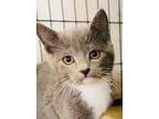 Whirlpool, Domestic Shorthair For Adoption In Claremore, Oklahoma
