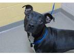 Adopt ZELDA WHITE a Pit Bull Terrier, Mixed Breed