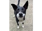 Adopt YAHTZI a Collie, Mixed Breed