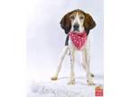 Adopt JOHNNY APPLESEED a Treeing Walker Coonhound