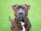 Adopt ROCK a Pit Bull Terrier, Mixed Breed