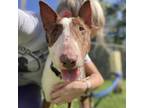 Adopt Chico a Bull Terrier