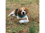 Adopt Rufus a Beagle