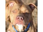 Adopt A441634 a Pit Bull Terrier